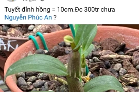 Thực hư lan đột biến “sốt” giá trở lại hay chỉ là chiêu trò “lùa gà”?