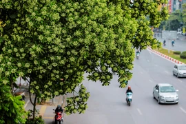 Quận Đống Đa muốn di dời hàng hoa sữa phố Nguyễn Chí Thanh do mùi hương quá nồng