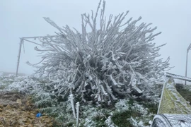 Mẫu Sơn âm 2,5 độ C, Bắc bộ chìm trong rét đậm, rét hại