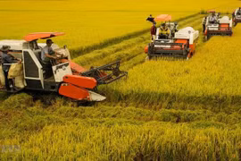 Giá lúa chỉ 5.000 đồng/kg, vì sao các “anh cả” Vinafood 1 và Vinafood 2 án binh bất động?