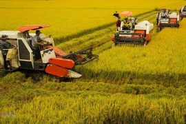 Giá lúa chỉ 5.000 đồng/kg, vì sao các “anh cả” Vinafood 1 và Vinafood 2 án binh bất động?