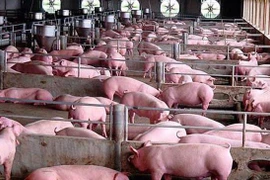 Luật Đất đai sửa đổi: Làm rõ đất cho chăn nuôi để đưa vào quy hoạch