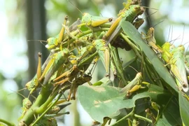 12 tỉnh phía Bắc được cảnh báo nạn châu chấu gây hại cây trồng