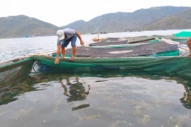 Khó “gỡ” ách tắc xuất khẩu tôm hùm bông đi Trung Quốc trong ngắn hạn