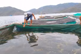 Khó “gỡ” ách tắc xuất khẩu tôm hùm bông đi Trung Quốc trong ngắn hạn