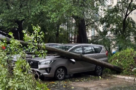 Đã giải tỏa hơn 7.300 cây xanh gãy đổ, đảm bảo giao thông, đang huy động tổng lực tăng tốc thu dọn