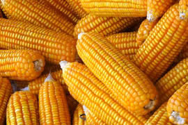 Ngô biến đổi gen chính thức được chứng nhận an toàn sinh học