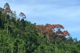 Quảng Nam phải làm rõ vì sao một năm giảm gần 2.900ha rừng tự nhiên