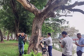 Sẽ chặt hạ 3 cây sưa chết khô trong vườn hồ Hoàn Kiếm