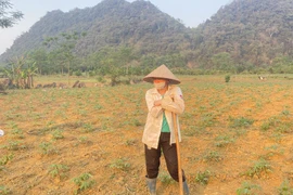 El Nino tác động đến Việt Nam, cảnh báo hạn hán, thiếu nước kéo dài đến 2025