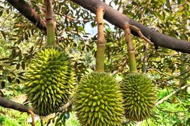 Đang đàm phán để có "giấy thông hành" xuất khẩu chính ngạch 8 loại trái cây Việt Nam sang Trung Quốc