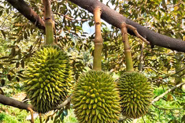 Phó Thủ tướng chỉ đạo điều tra, làm rõ thông tin mua bán, gian lận mã số vùng trồng