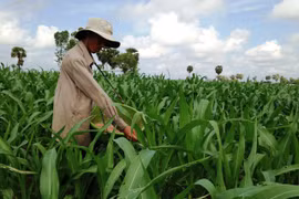 Chuyển đổi cơ cấu cây trồng phập phồng sợ dân… chửi