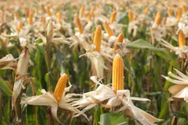 Thiếu thống nhất về thuế VAT với thức ăn chăn nuôi và giống vật nuôi