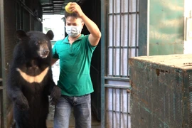 Bốn cá thể gấu cuối cùng ở Rạp xiếc Trung ương đã chuyển giao về Trung tâm cứu hộ