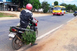 Cau non tăng giá, bán tạ cau được chỉ vàng, Trung Quốc mua về làm kẹo cau