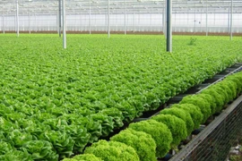 “Bỏ túi” một vài mẹo chọn rau an toàn cho bữa cơm hàng ngày