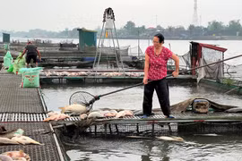 Lộ nguyên nhân khiến gần 1.000 tấn cá nuôi lồng bè ở Hải Dương bị chết