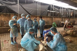 Người tham gia phòng, chống dịch bệnh động vật được hỗ trợ 400.000 đồng/ngày?