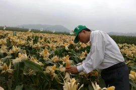 Ngô biến đổi gen được sử dụng làm thực phẩm tại Việt Nam