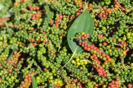 Bác thông tin giá hồ tiêu Việt Nam giảm mạnh do nhập khẩu ồ ạt từ Trung Quốc