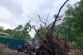 Hà Nội: Hơn 940 cây xanh bị đổ, gãy trong trận giông lốc kinh hoàng chiều qua 