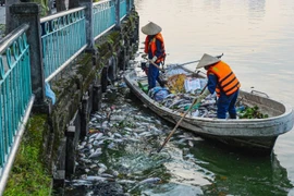 Cá hồ Tây chết hàng loạt do những nguyên nhân nào?