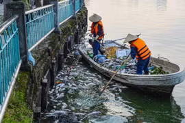 Cá hồ Tây chết hàng loạt do những nguyên nhân nào?