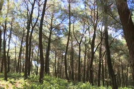 Công ty Lilama 18 xin chuyển rừng tự nhiên làm du lịch sinh thái ở Thanh Hóa