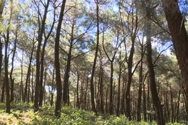 Công ty Lilama 18 xin chuyển rừng tự nhiên làm du lịch sinh thái ở Thanh Hóa