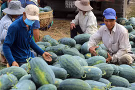 Ký kết Nghị định thư xuất khẩu dưa hấu tươi Việt Nam sang Trung Quốc