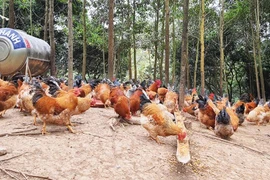 Hải Dương kêu gọi giải cứu gà đồi Chí Linh