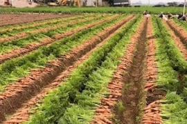 Ngăn chặn lợi dụng “giải cứu” nông sản để ép giá, Hải Dương công bố giá thu mua