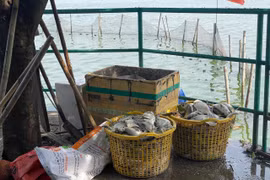 Tây Hồ xin đánh tỉa bớt cá ở hồ Tây để hạn chế cá chết trắng