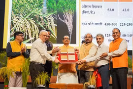 Ấn Độ công bố hai giống lúa chỉnh sửa gen đầu tiên trên thế giới