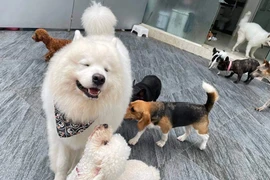 Bộ Nông nghiệp nói gì về đề nghị thành lập Hiệp hội Cắt tỉa tạo mẫu lông thú cưng và Hiệp hội Chăm sóc thú cưng?