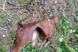 Sói hoang tấn công trâu bò ở Điện Biên có thể là động vật nguy cấp, quý hiếm