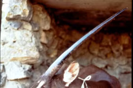 Các loài móng guốc bên bờ vực tuyệt chủng