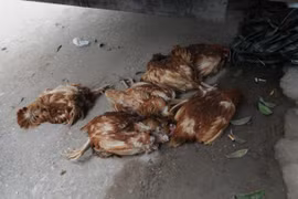 Cúm gia cầm xuất hiện trở lại