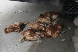 Cúm gia cầm xuất hiện trở lại