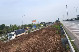 Vì sao lại chặt hạ gần trăm nghìn cây keo tai tượng hai bên cao tốc Cầu Giẽ- Ninh Bình?
