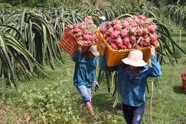 Chín sản phẩm nông sản có giá trị xuất khẩu vượt 1 tỷ đô trong 5 tháng 