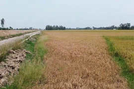 Sớm bồi thường lúa chết do thi công cao tốc Cần Thơ- Cà Mau