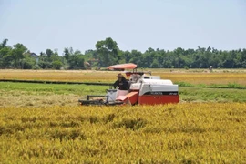 Kiến nghị tăng mua dự trữ quốc gia lúa Hè Thu để tránh trục lợi