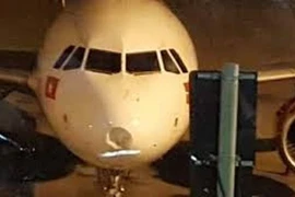 Sân bay cần tăng cường đuổi chim, tránh va vào tàu bay gây mất an toàn