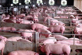 Việt Nam là quốc gia đầu tiên sắp nghiên cứu thành công vaccine dịch tả lợn châu Phi