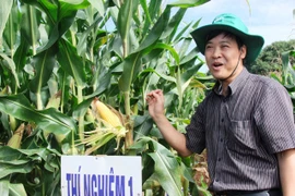 Cây trồng công nghệ sinh học: Khảo nghiệm mãi vẫn chưa yên tâm