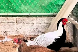Gà lôi trắng có thể được nhân, nuôi vì sao vẫn thuộc loài nguy cấp, quý hiếm?