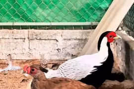 Gà lôi trắng có thể được nhân, nuôi vì sao vẫn thuộc loài nguy cấp, quý hiếm?