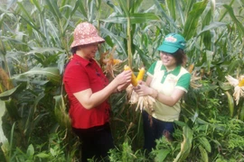 Các nhà khoa học Anh kêu gọi khảo nghiệm cây trồng biến đổi gen